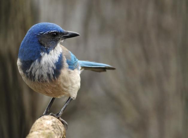 California Scrub Jay