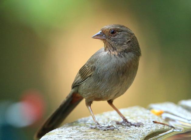 A small grayish brown bird with short pointed beak rests on stone edge of a birdbath, and faces the viewer while looking to its right.