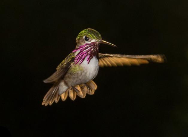 Calliope Hummingbird
