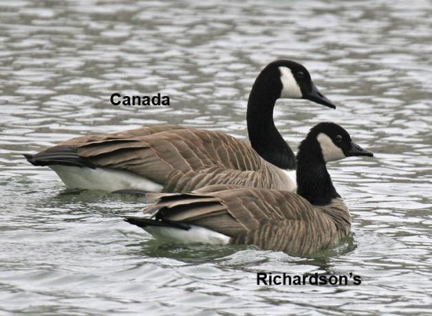 Canada and Cackling Goose comparison
