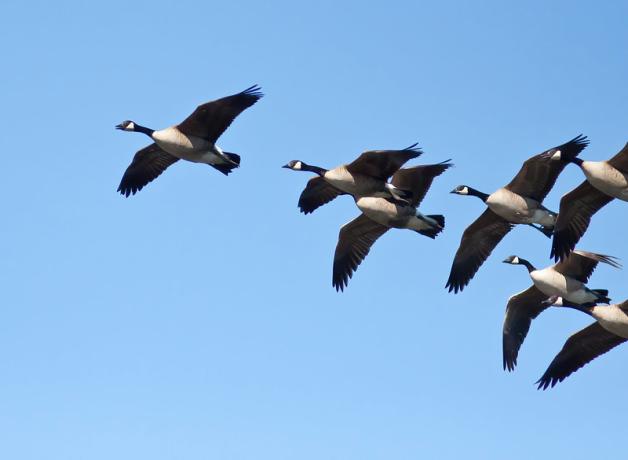Canada Geese in flight