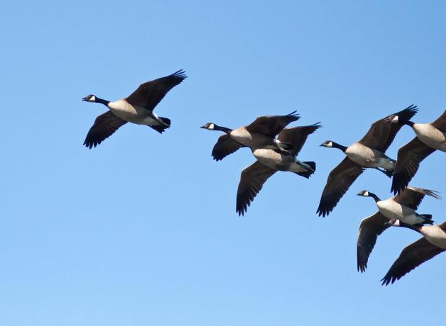 Canada Geese in flight