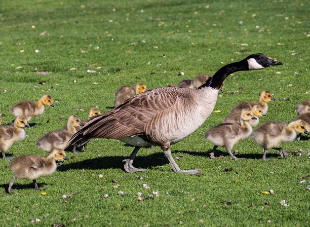 An adult Canada Goose walks across a sunlit grassy area, with a dozen goslings walking along with it