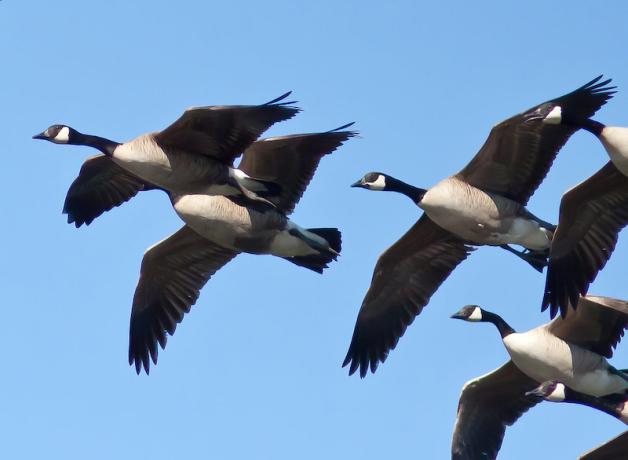 Migratory Canada Geese pairs