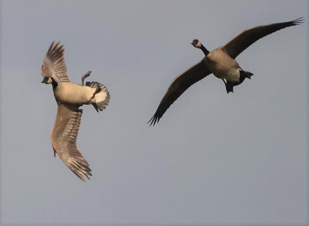 Canada Geese in flight, one of them "whiffling" with its body turned up to the sky