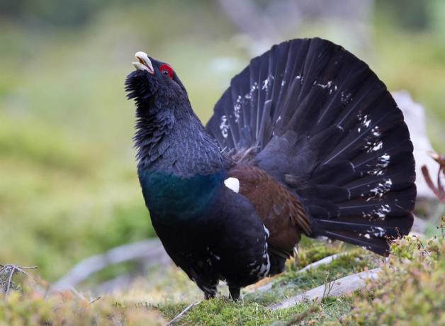 A Male Capercaillie with his head raised and his tail fanned out, showing off his dark plumage