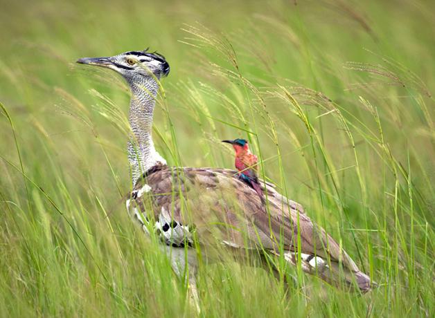 A Kori Bustard strides through tall green grass with a small Carmine Bee-eater riding along on its back.