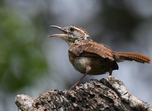 A small brown bird with a white "eyebrow" streak and its beak open stands on a stump.