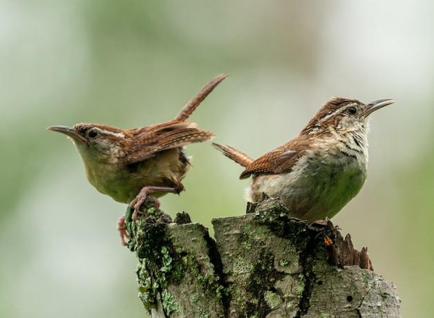 A pair of Carolina Wrens perched on a stump, one bird facing left, the other facing right and singing. Their wings, back, and head are warm brown and their bodies a soft buff color.