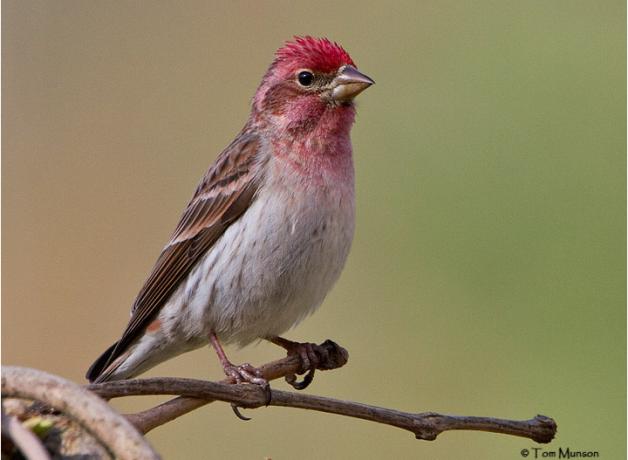 A male Cassin's Finch, with strawberry red pink head feathers, pale beige breast and dark brown wings and back. 