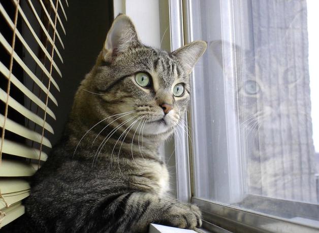 An indoor tabby cat with green eyes has paw on windowsill as it looks out the window with great interest