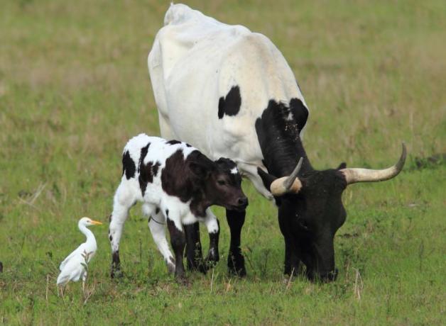 Cattle Egret with grazing cow and calf