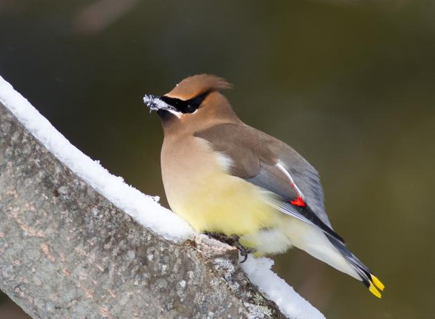 Cedar Waxwing in the snow