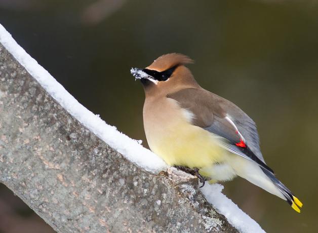 Cedar Waxwing with snow in its beak, as it perches on a snowy wide branch 