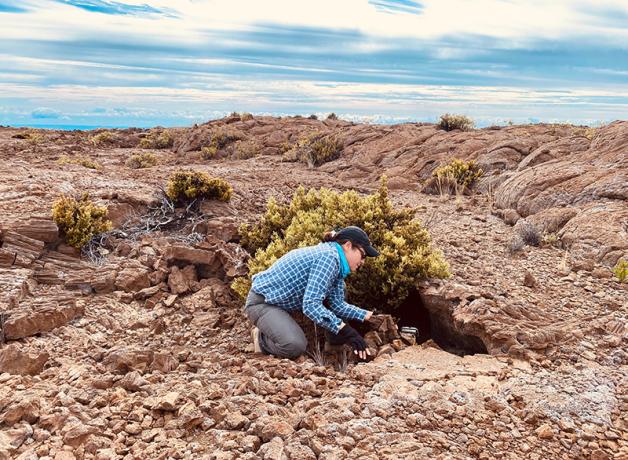 Wildlife biologist Charlotte Forbes Perry kneels at the entrance to a petrel nest inside one of the lava tubes in the lava fields of Mauna Loa