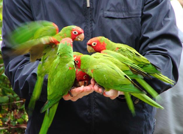 Cinco cotorros cabeza roja comiendo de las manos de un humano