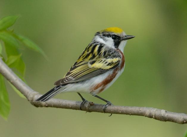 Chestnut-sided Warbler