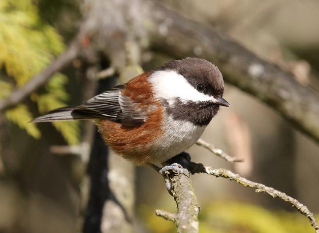 Chestnut-backed Chickadee perched on a branch in sunshine