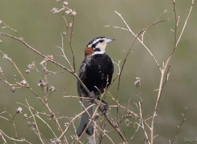 Chestnut-collared Longspurseen in profile, perched on dried plant stems