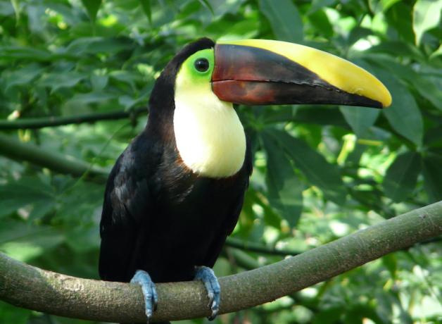 Chestnut-mandibled Toucan