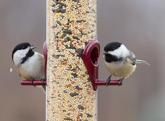 Black-capped Chickadees perched at either side of a full bird feeder