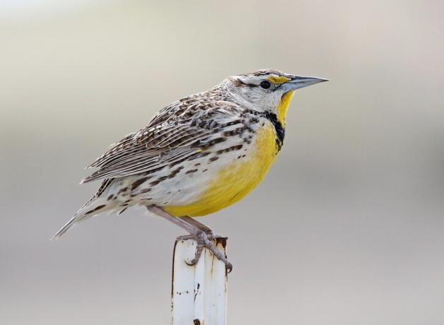 The Chihuahuan Meadowlark | BirdNote