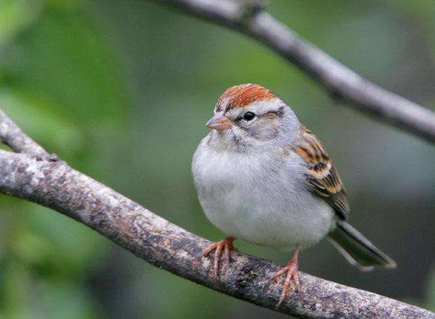 Chipping Sparrow