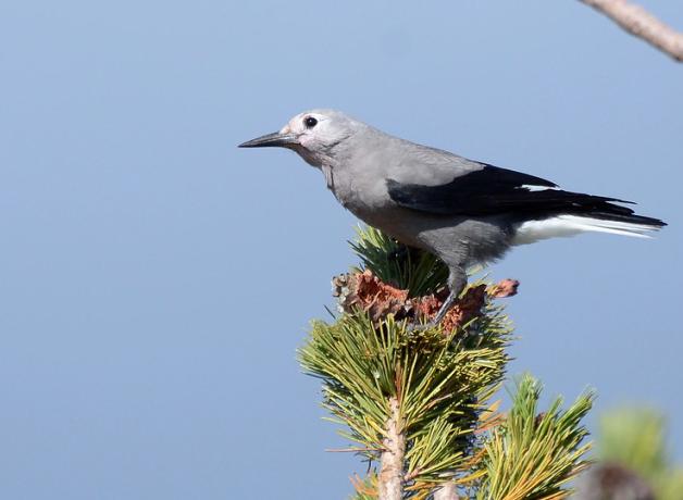 A Clark's Nutcracker bird perched atop a vertical branch of Whitebark Pine
