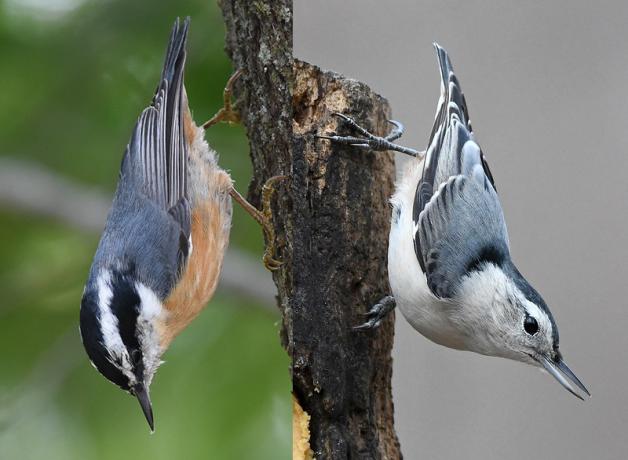 Red-breasted Nuthatch and White-breasted Nuthatch