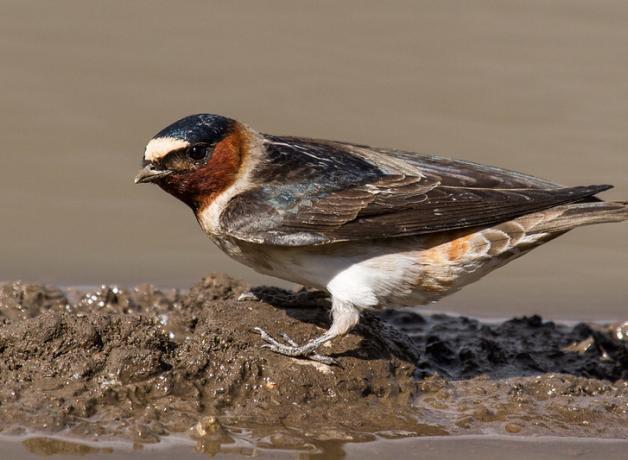 Cliff Swallow at a mud puddle