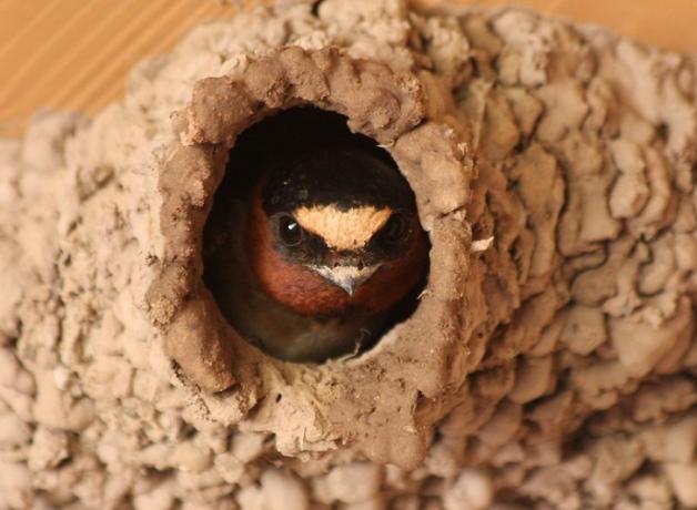 An adult Cliff Swallow peers out the opening of its nest, created by carefully placed daubs of mud.