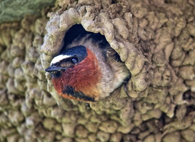 A Cliff Swallow peeking out of its mud nest