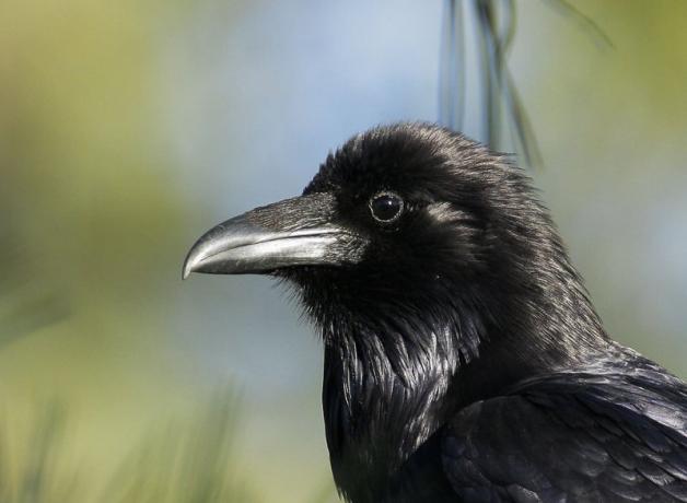 Common Raven viewing her world