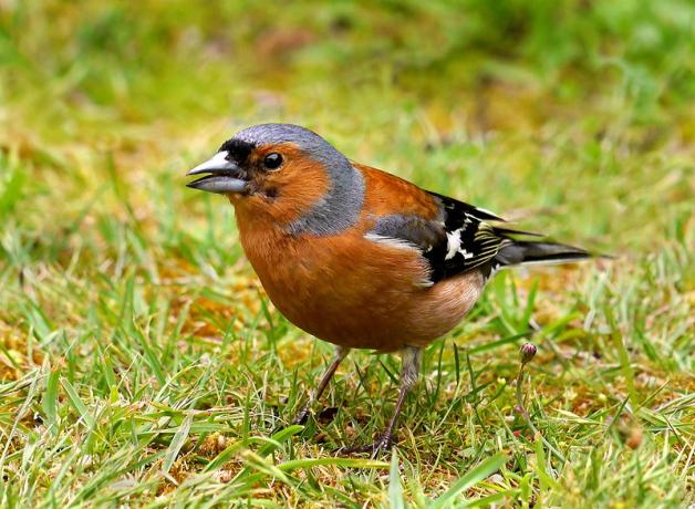 An orange bird with grey head, black wings, and sharp pointed gray beak stands on grass while facing the viewers' left