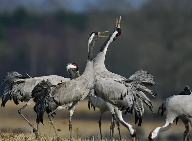 Grey-feathered Common Cranes standing in a field - some have their black and white heads raised and their beaks open.