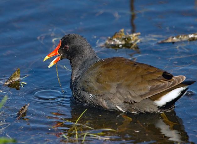 A dark-colored waterbird with a bright orange beak paddles about shallow water
