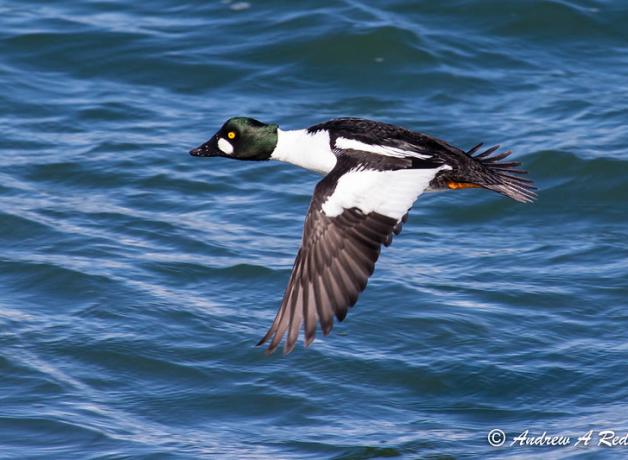 Common Goldeneye in flight