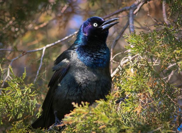 A black bird sits on a branch in sunlight. His glossy feathers are shimmering iridescent colors.