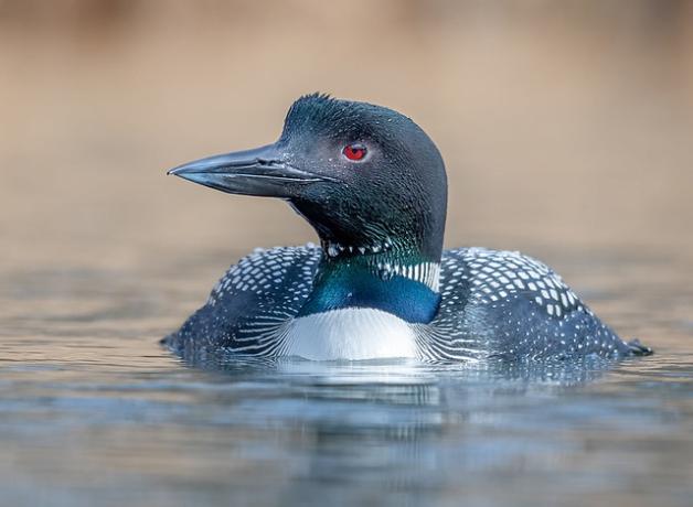 Common Loon