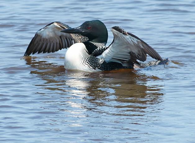 A Common Loon with its wings outstretched as it floats on the water. The Common Loon has a white breast, black throat and dark green head with red eyes.