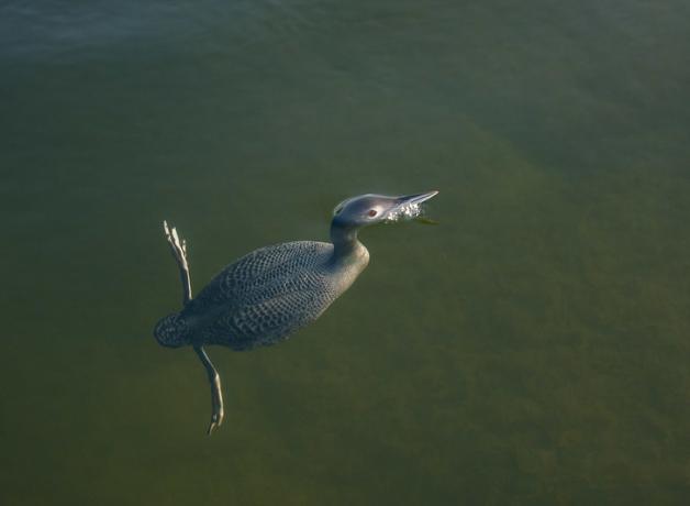 A Common Loon, with just its head breaking the surface of the water as its long legs propel its body underwater