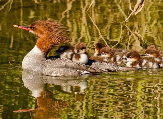 Female Common Merganser swimming with a couple of her chicks on her back, the rest swimming along behind her. The scene is sunlit and greenery reflects on the water.
