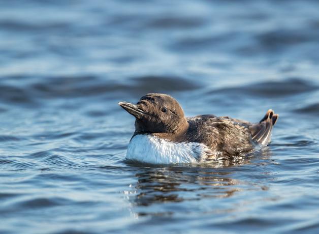 Common Murre swimming