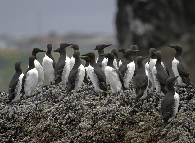 A group of Common Murres perched on barnacle-covered rocks