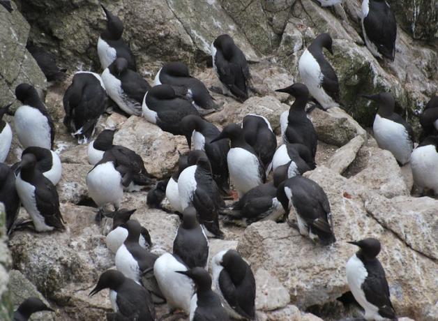 Common Murres