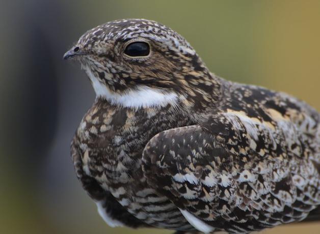 Common Nighthawk