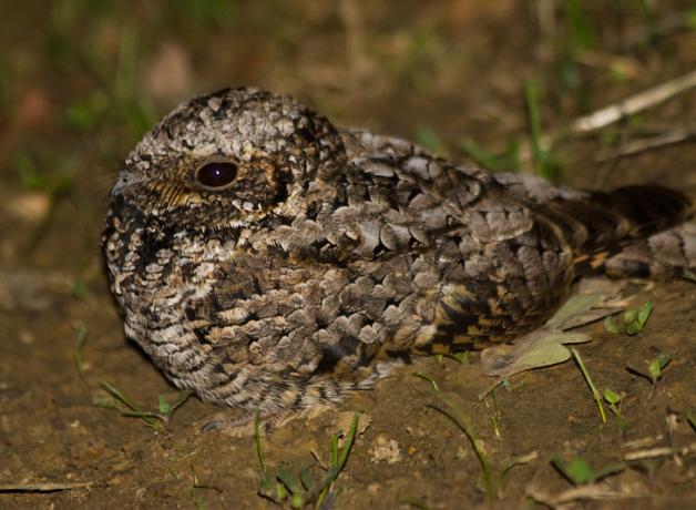Common Poorwill, male