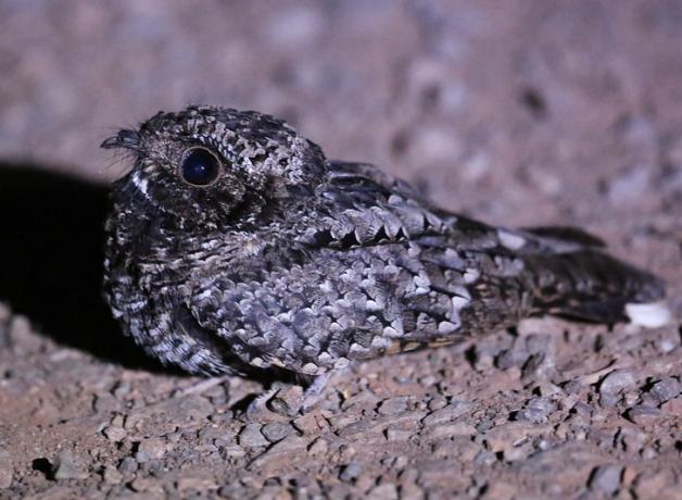 Common Poorwill, male