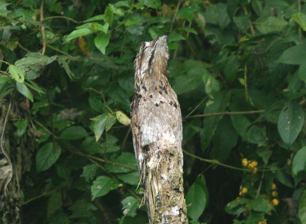 Common Potoo blends into snag