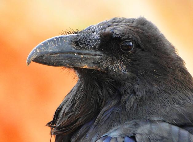 A Common Raven in profile against a diffuse orange background. 